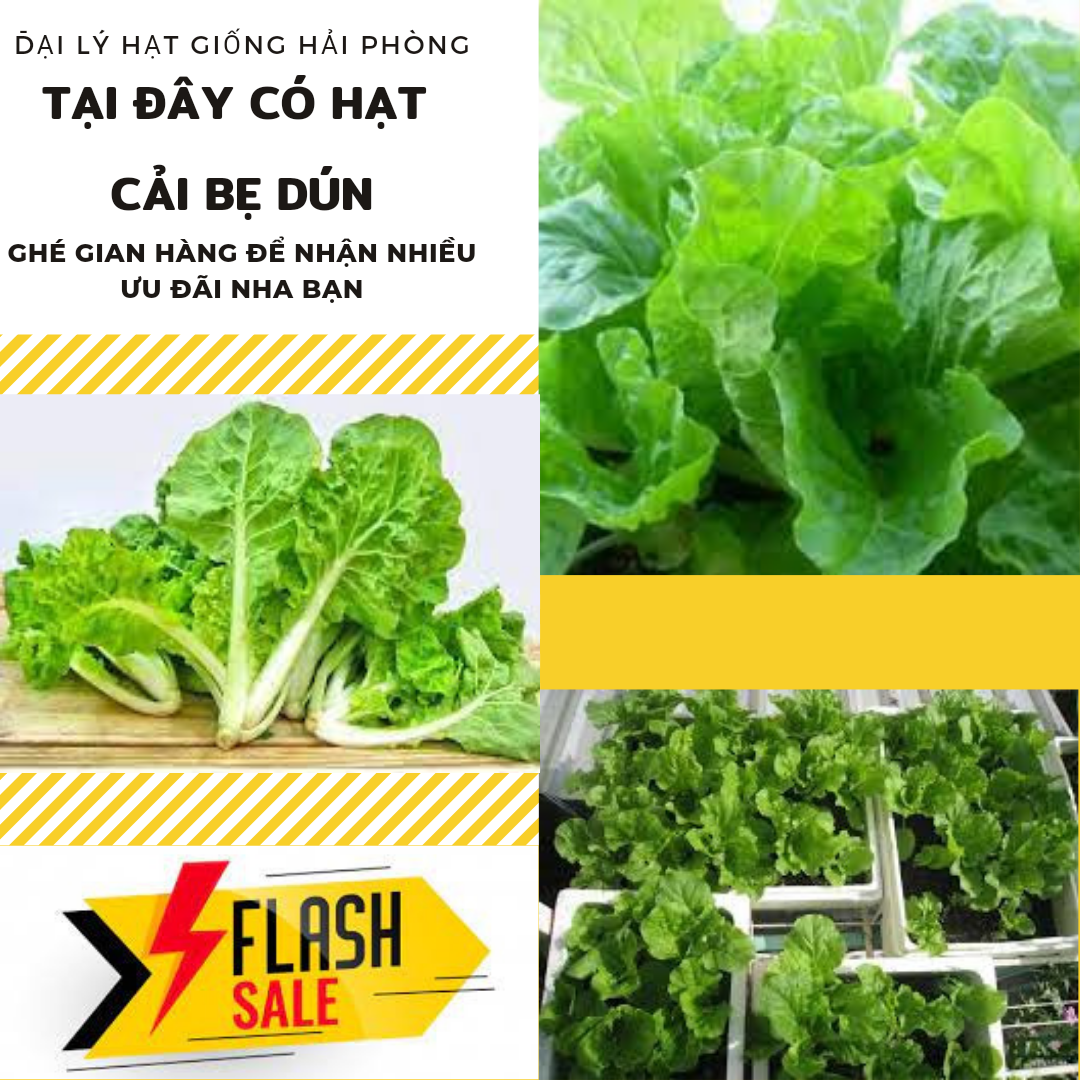 ⚡ hạt giống rau ⚡ gói 10 gram hạt giống rau cải bẹ dún