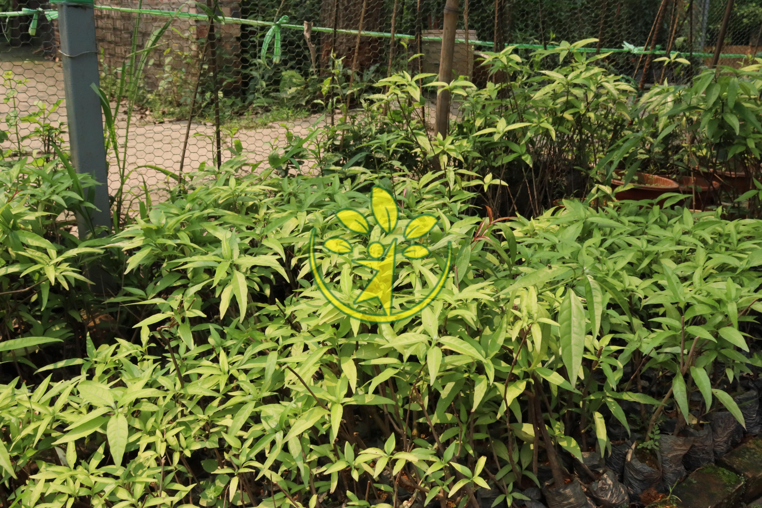 Bầu cây hoàn ngọc trắng dễ trồng, dễ chăm sóc sẵn sàng trao tay khách