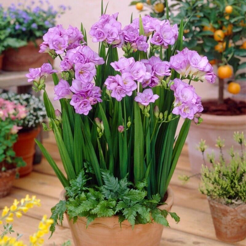 Củ hoa địa lan nam phi