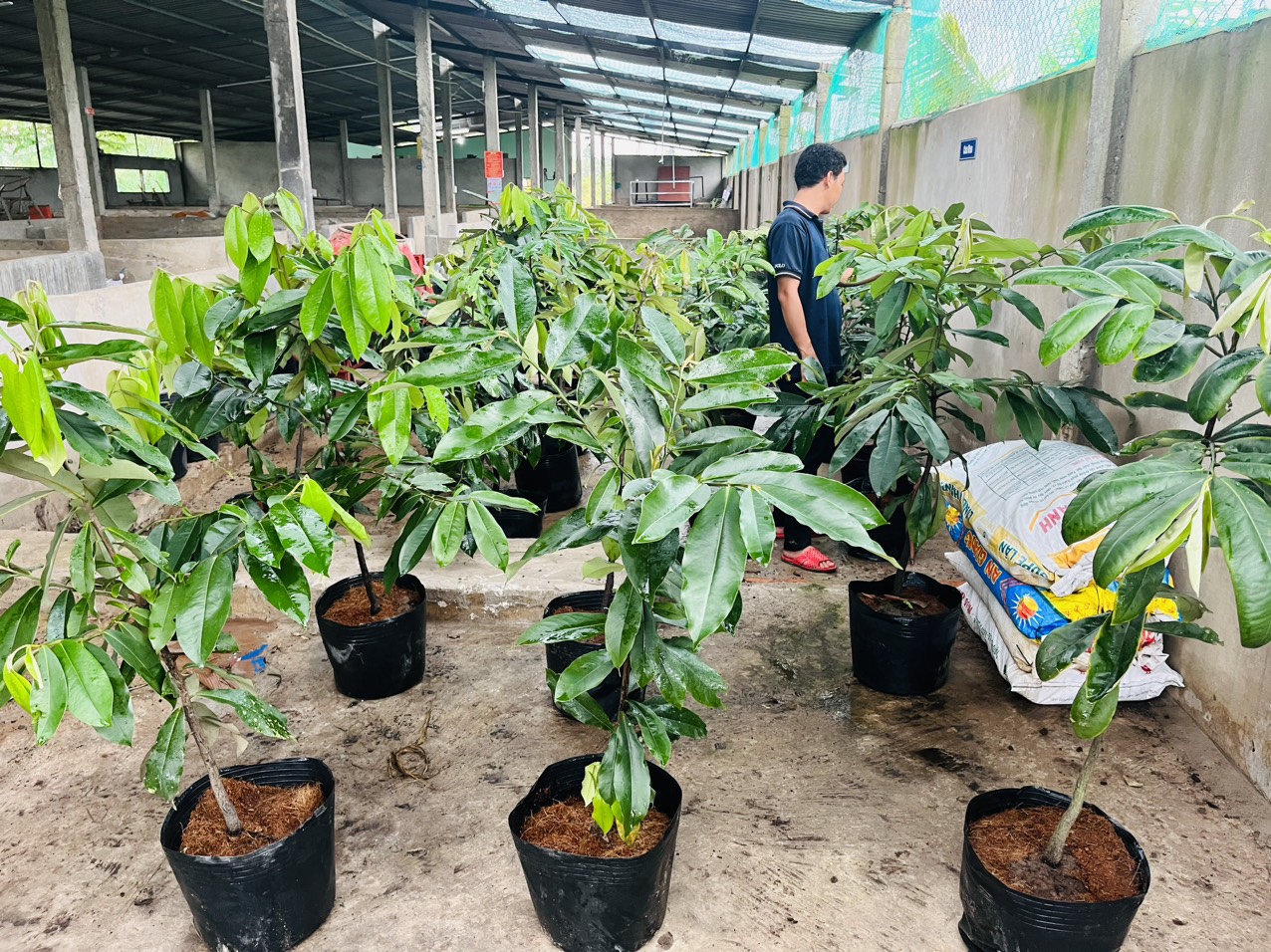 Cây giống hồng nhung 70cm-80cm