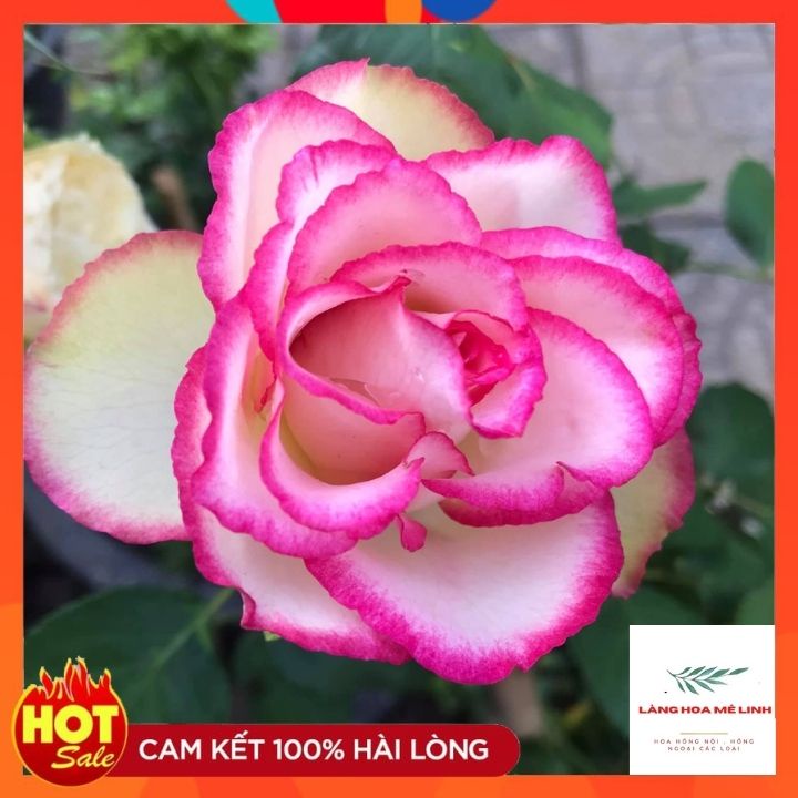 Cây hoa hồng Color Shell là giống hồng bụi, cây phát triển nhanh và khỏe, hoa to đẹp.♥️♥️☘☘☘☘