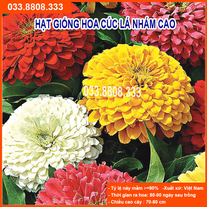 Hạt giống hoa cúc lá nhám cao -tỷ lệ nảy mầm cao