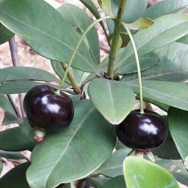 Giống chery Brazil cây siêu đẹp ra trái sau 7 tháng trồng, chất lượng đảm bảo, an toàn đến sức khỏe người sử dụng