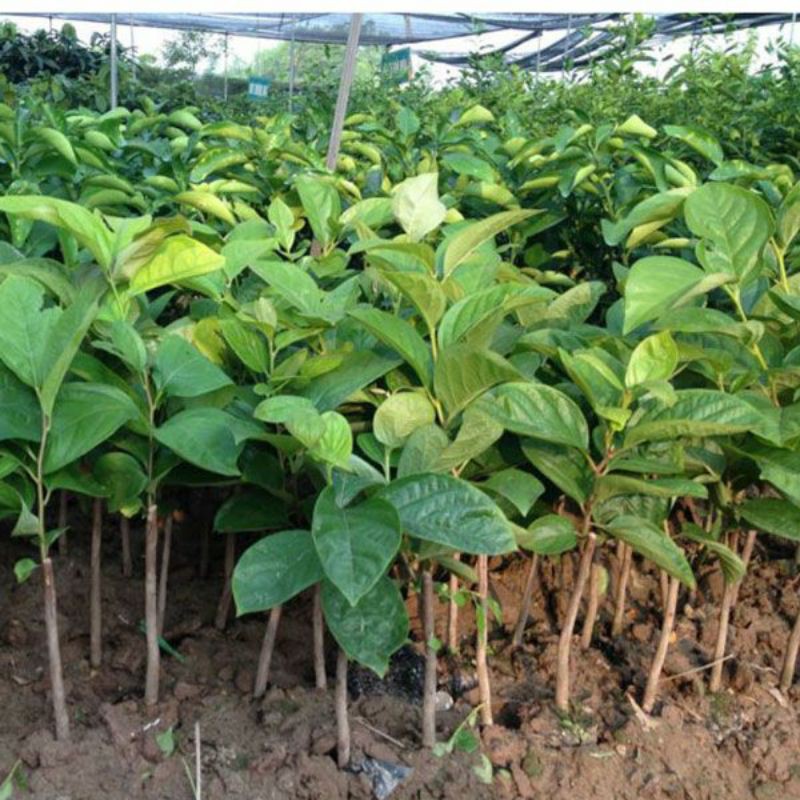 Cây giống hồng giòn đầu dòng siêu trái