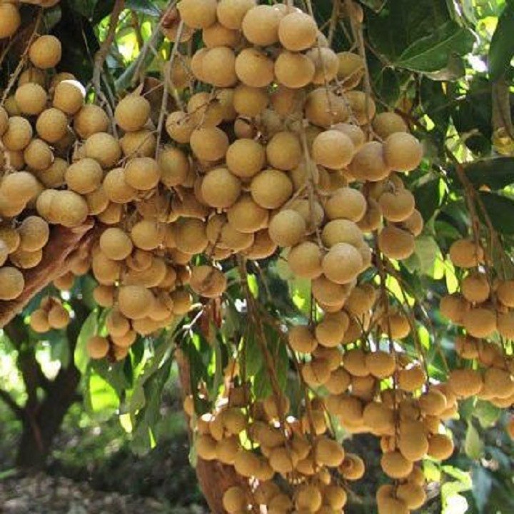 Cây giống nhãn Thái Ido