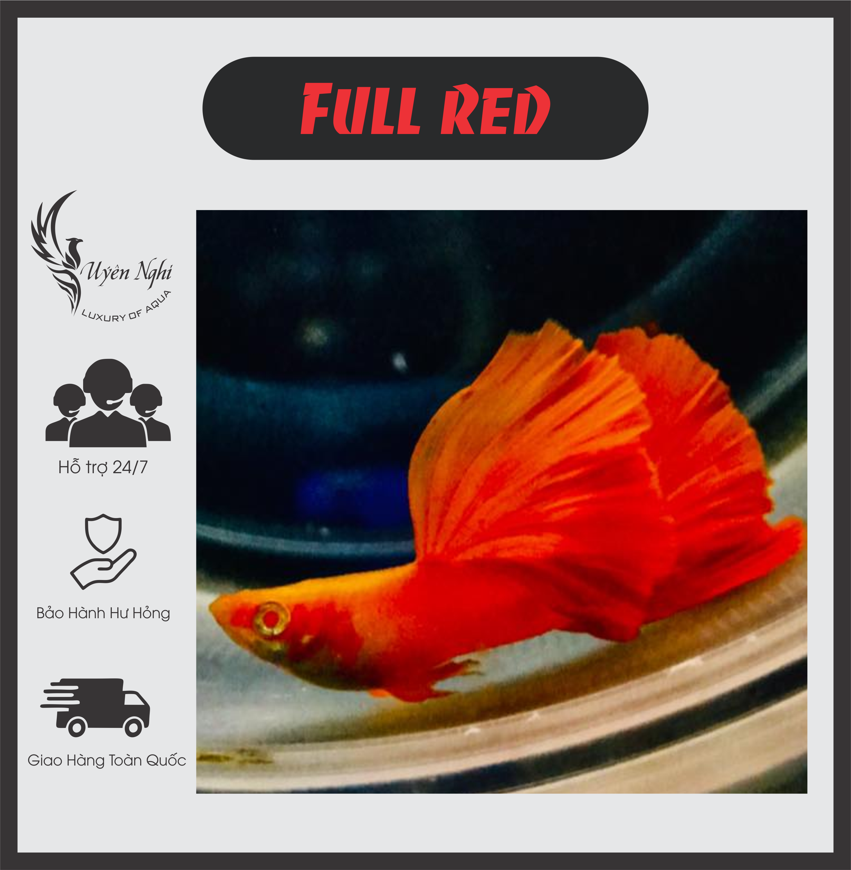 Full red guppy thủy sinh + rong trúc