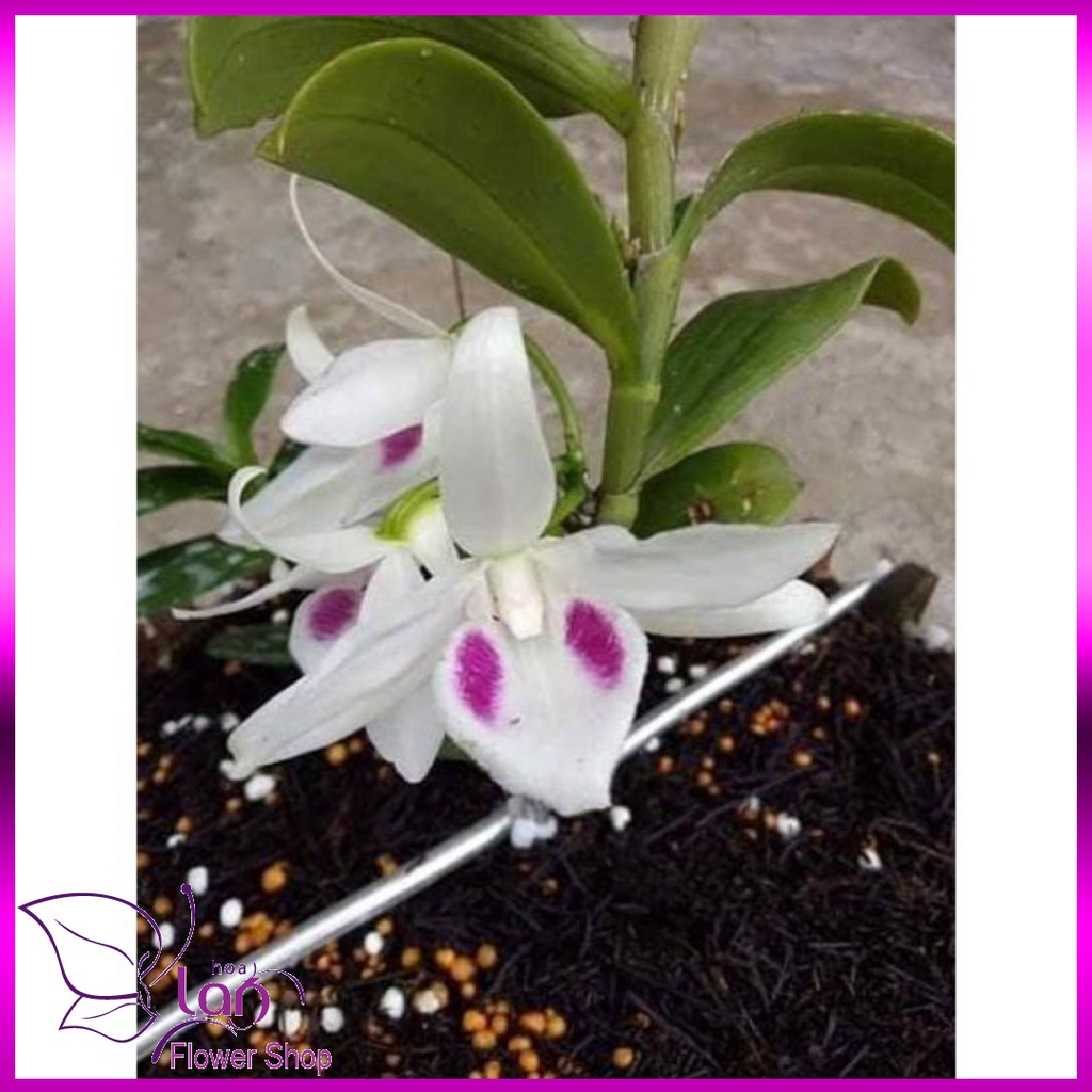 [ SỈ GIÁ RẺ ] 5 kie Phi Điệp 5 cánh trắng Phú Thọ