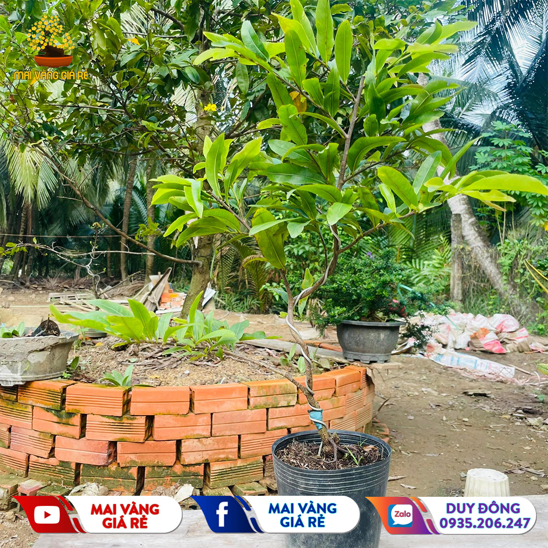 Cây Mai Cúc Thọ Hương Gốc Quái Dáng Bonsai Mini - CTH