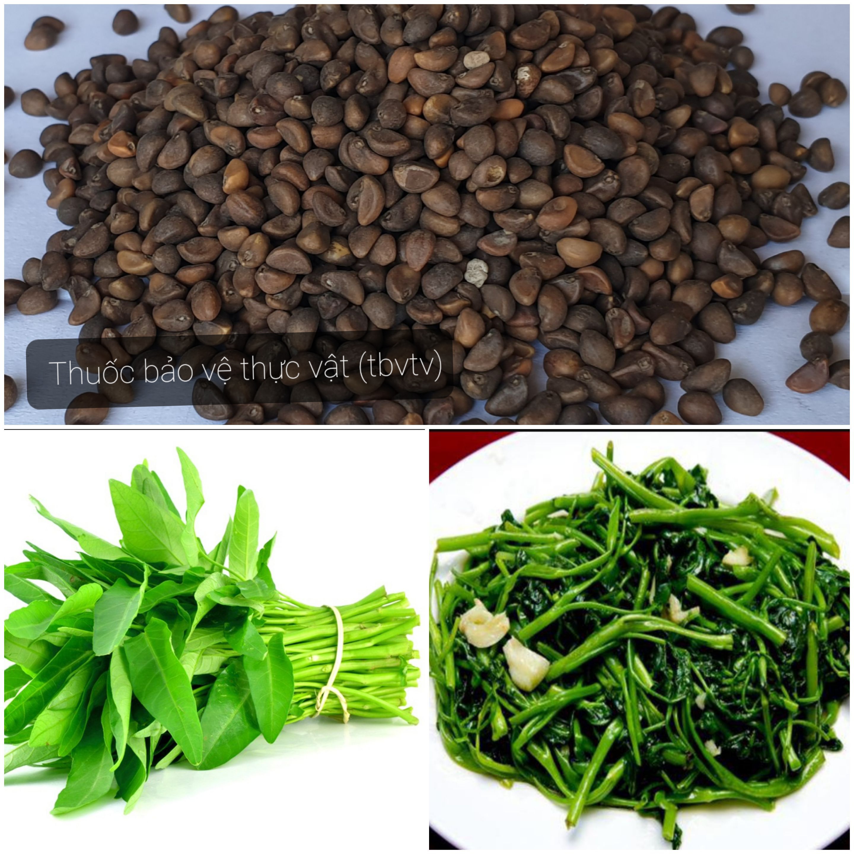 (Túi 100gr)💎 Hạt giống Rau Muống Lá Tre lẻ tốt (Giống tốt nhà nông - Xịn)🌱🌱
