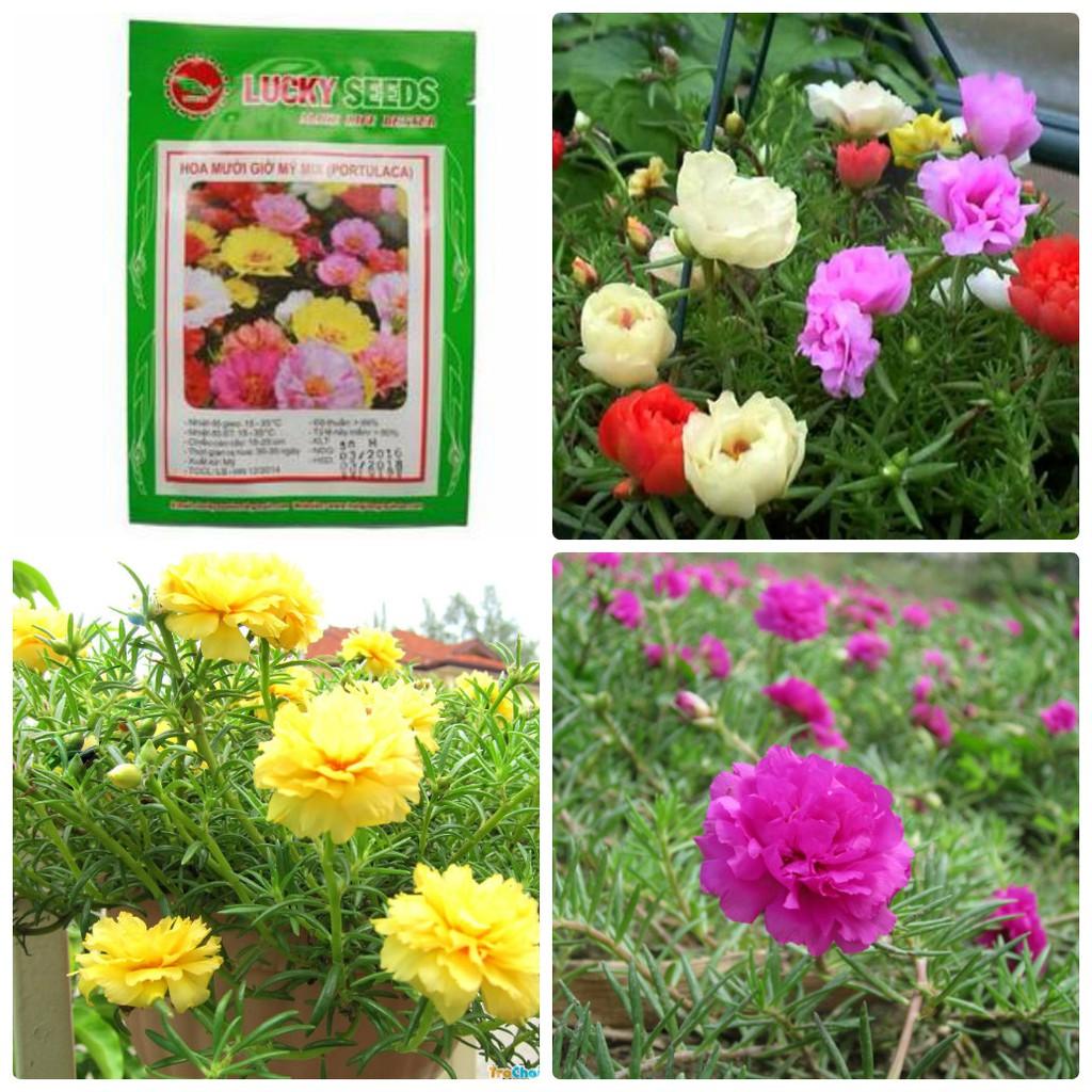 Hạt giống hoa mười giờ mix dễ trồng - 200 hạt