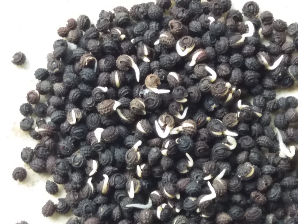 30 hạt giống sương sâm lông