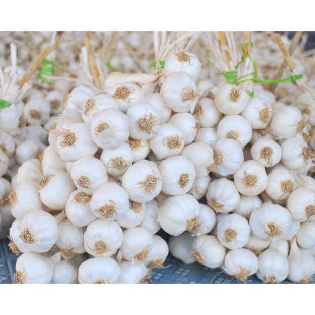   HCM  #2kg Tỏi Lý Sơn chính gốc,được thu hoạch tại đảo lý sơn,cam kết chất lượng 100%,đúng xuất xứ tỏi tím - tỏi cô đơn - củ nén - hành tím  