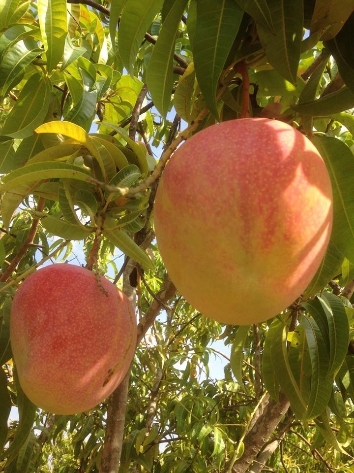 cây giống XOÀI ÚC - Giống chuẩn F1 - Siêu sai quả ngon, ngọt + Tặng 2 Cây Quế Giống