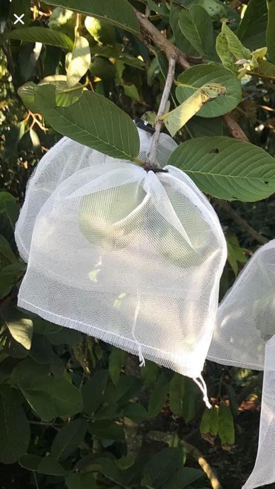 100 CÁI TÚI 20*25 DÙNG ĐỂ BAO,BỌC TRÁI ỔI,CAM,NA....TRÁI CÂY