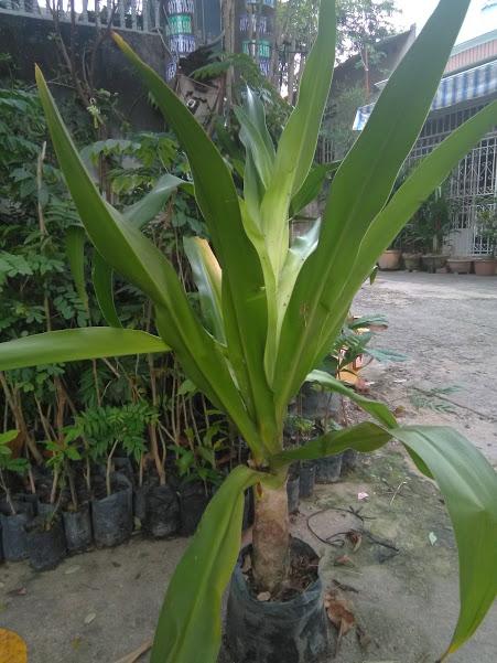 Cây náng hoa trắng - Đại tướng quân hoa trắng- đk 6cm