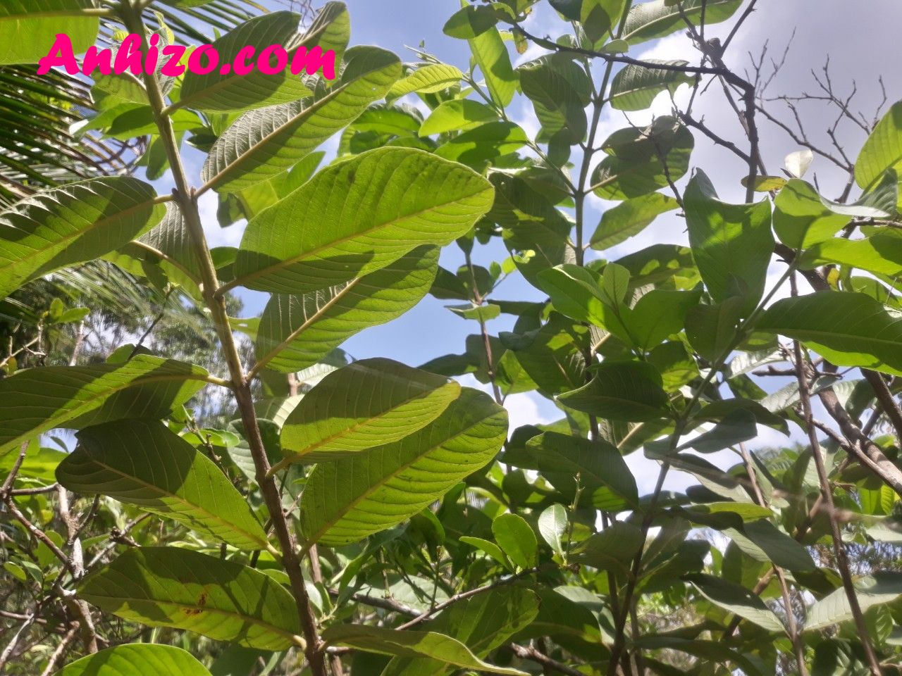 Lá Ổi Tươi Xanh Thơm Thơm Anhizo 1kg (Tặng Thêm 0.5kg Khi Mua 2kg) Giao Hàng Ngay - trà sữa