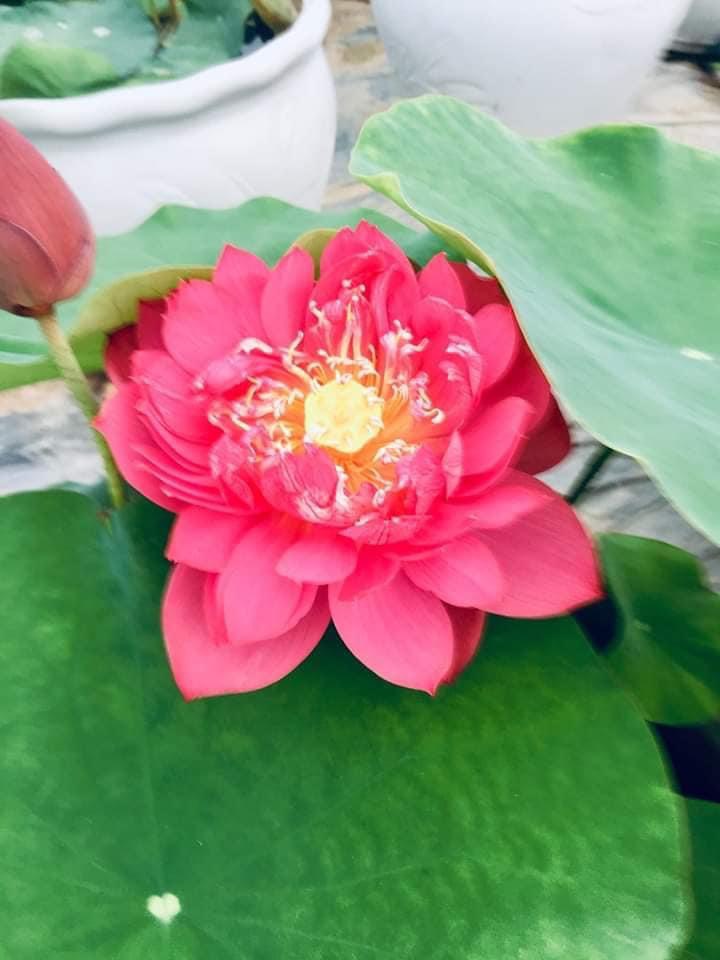 Củ sen đỏ huyết