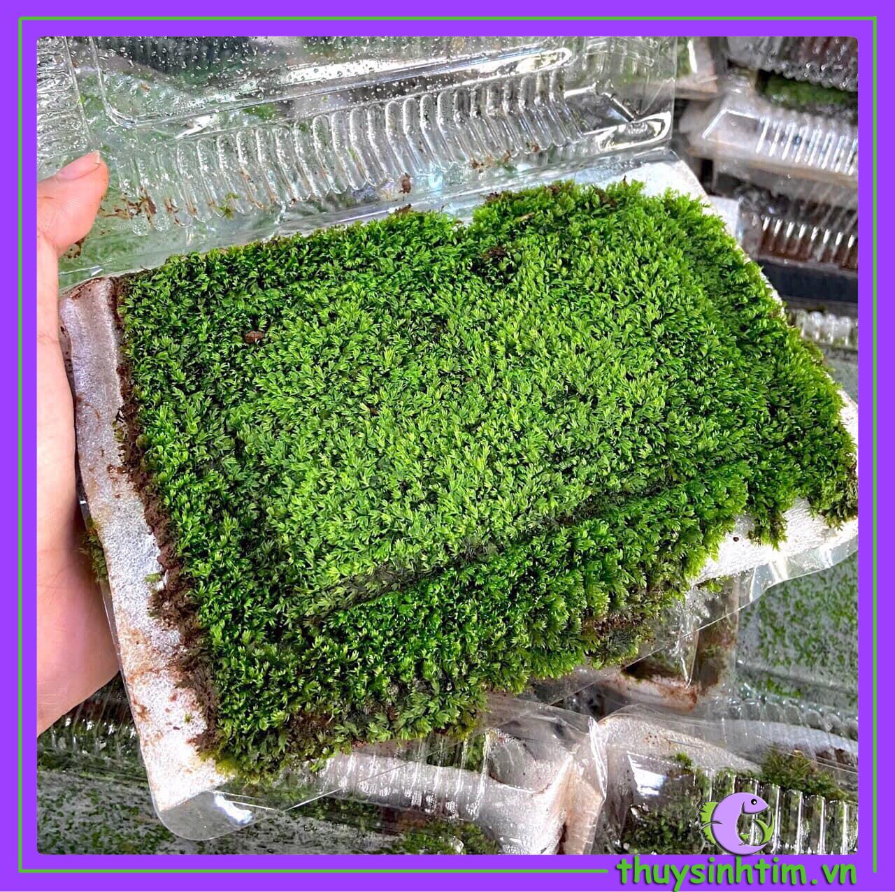 Rêu Minifiss Tấc Lá Nước (5 lớp rêu, hộp 13x10cm)