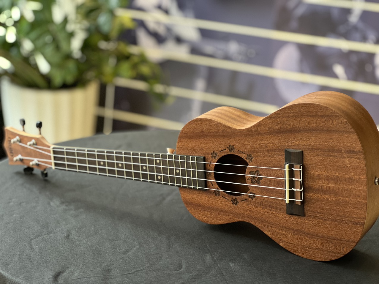 Đàn Ukulele concert Ukaku C10F Cao cấp