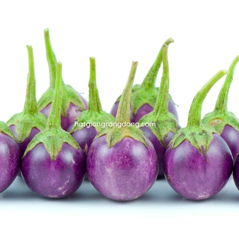 Hạt giống cà pháo tím