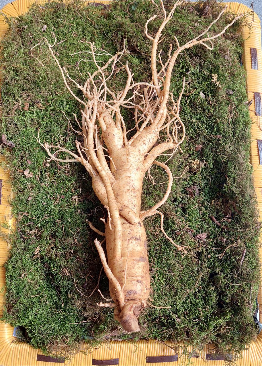 [Toàn Quốc] 185.000/1 củ size sâm 10-11 củ/kg Nhân sâm tươi Hàn Quốc