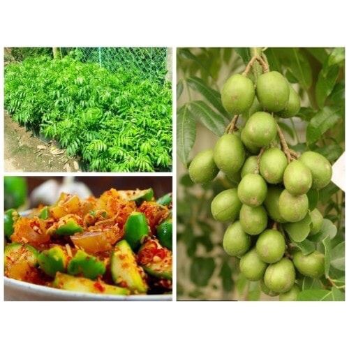 Cây cóc bao tử thái lan nhập khẩu - FREE SHIP TỪ 50K