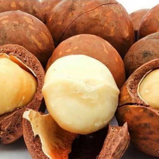 500gr hạt Macca Úc size nứt vỏ tự nhiên size đại