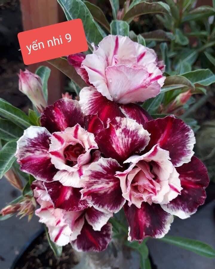 Cây hoa sứ thái màu Tím kép giống mới Yên nhi 9 bông nở quanh năm