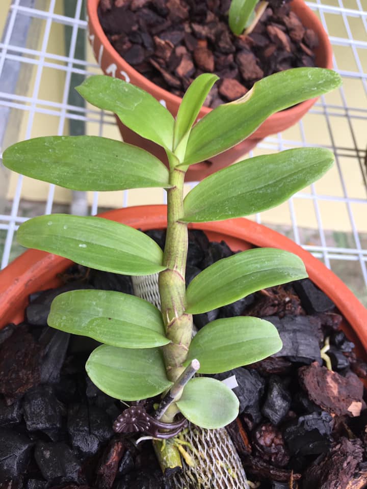 LAN PHI ĐIỆP MA BÓ - HÀNG VAR, HOA CỰC ĐẸP, CỰC HIẾM - HÀNG GIEO HẠT