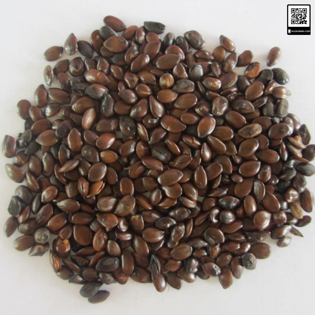 Hạt giống cây keo dậu - hạt giống táo nhơn - 10gram