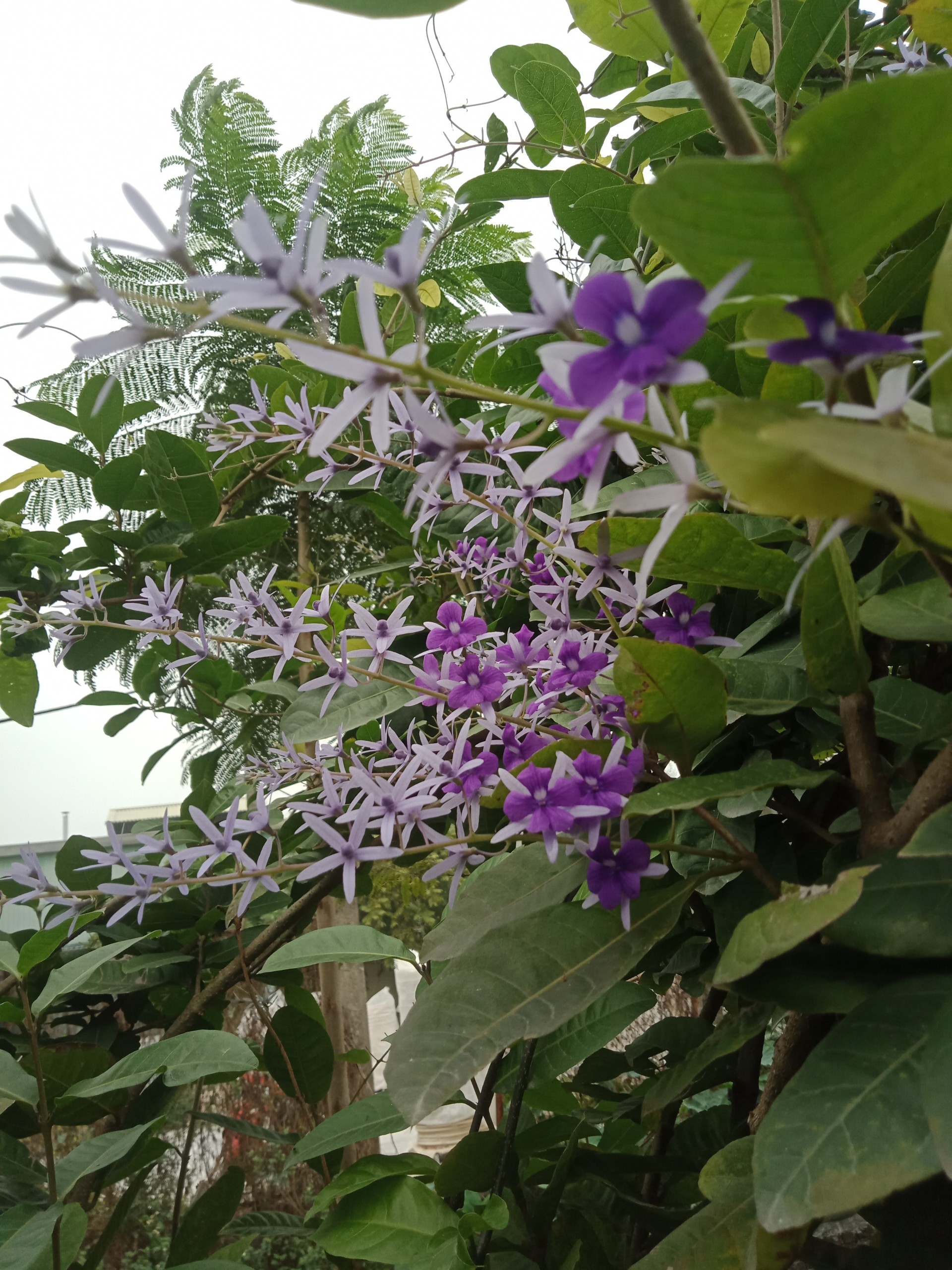 cây hoa mai xanh Đà Lạt