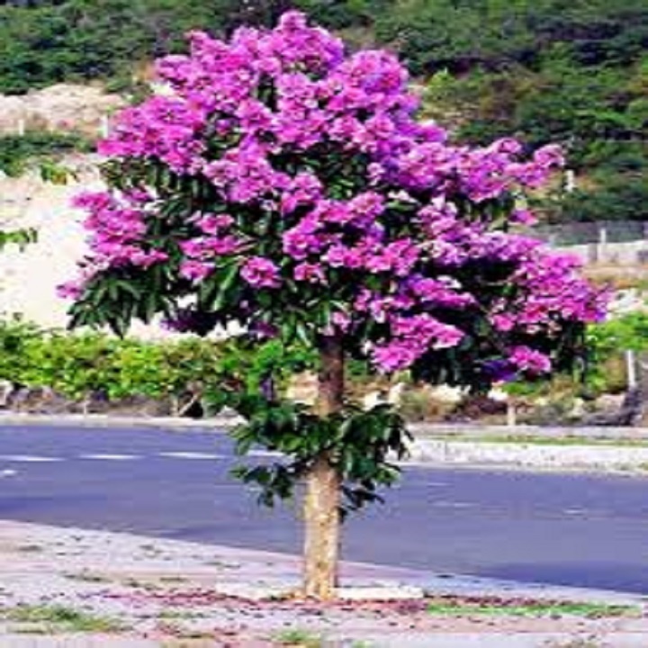 Cây bằng lăng tím, cây lớn cam kết chuẩn giống