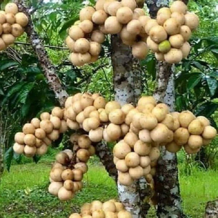 Cây giống bòn bon Thái siêu quả, năng suất cao