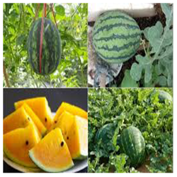 hạt giống dưa hấu vàngruột đỏ gói 10 hạt mua từ 50k tặng 2 sản phẩm