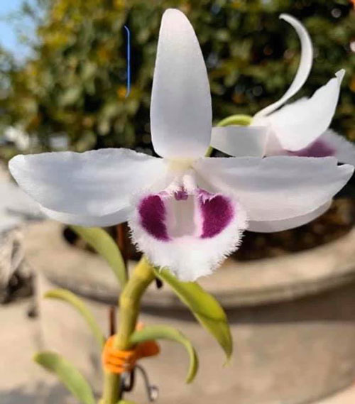 CỐC Lan phi điệp đột biến 5 CÁNH TRẮNG TUYẾT NGỌC - Hoa siêu đẹp giá rẻ - Hàng gieo hạt - Cây y hình