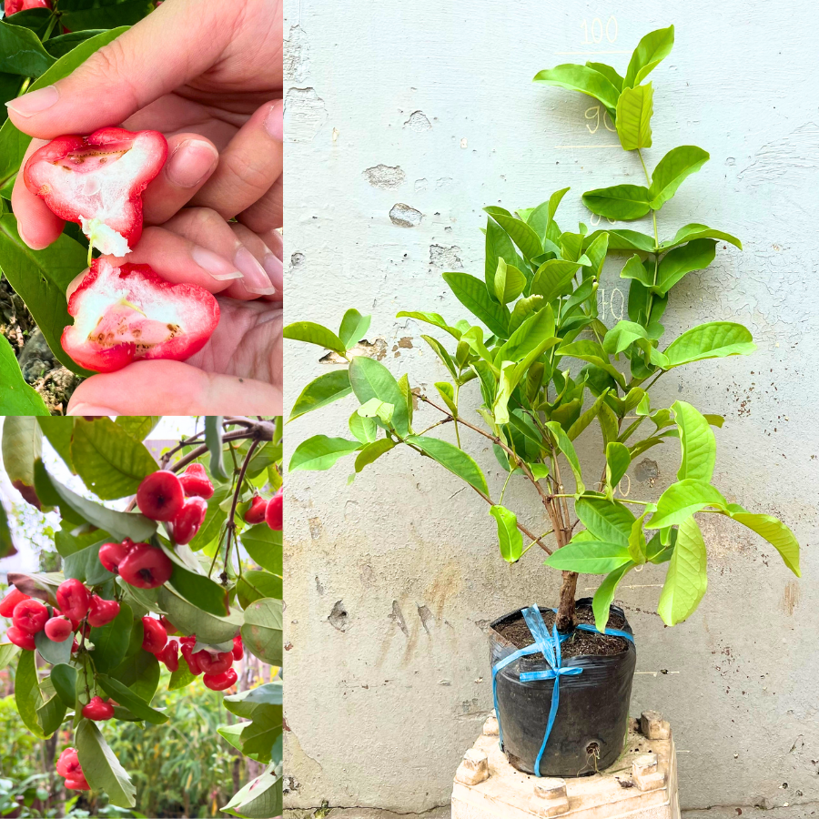 Cây giống Mận Hoàng Yến chuẩn giống đủ tuổi cho trái trong chậu