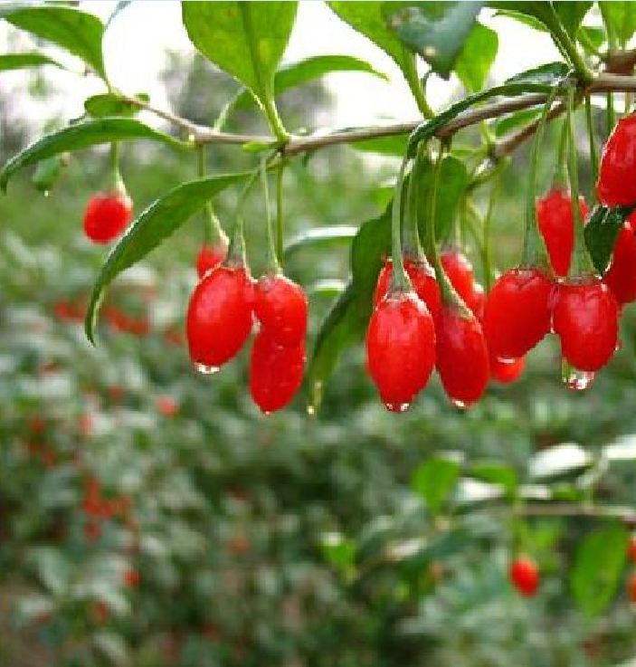 Hạt giống quả câu kỷ tử - gojiberry - gói 50 hạt