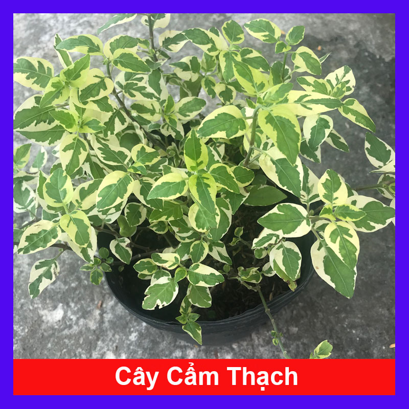 Cây Cẩm Thạch - Cây cảnh mini
