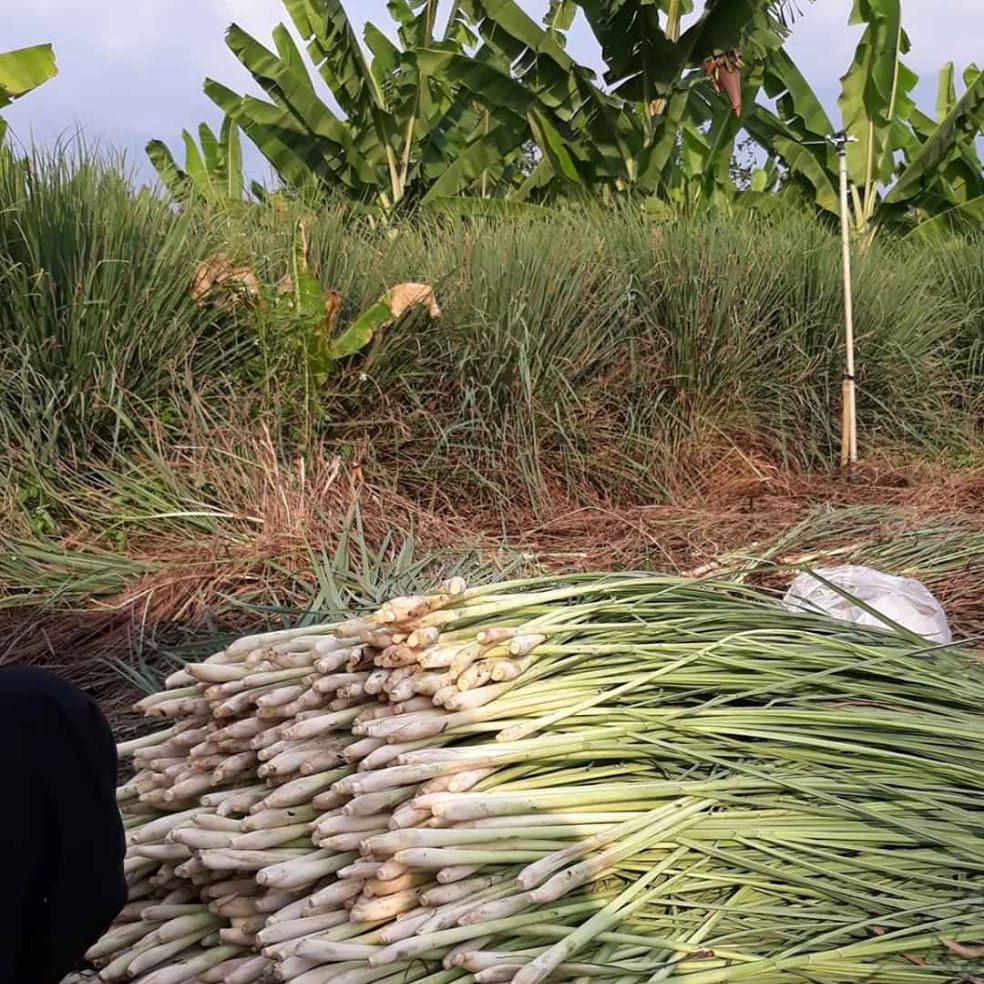 Sả cây tươi ( 1kg )