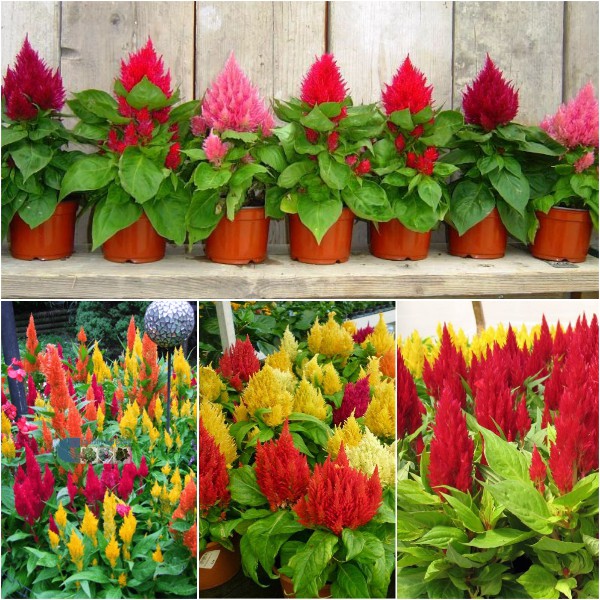 Hạt giống hoa Mồng Gà Đuôi Phụng Mix PSV108 | Phởms Market