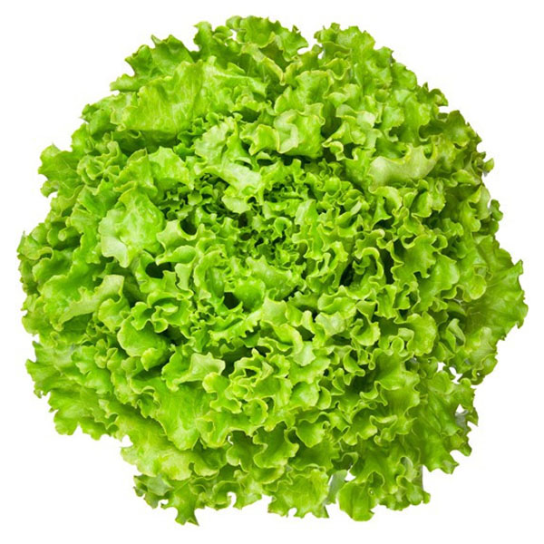 Hạt giống xà lách xoăn, lá xoăn giòn, mát, dễ trồng, dễ chăm sóc, cây khoẻ, năng suất cao RT003 - svina seeds