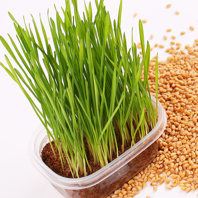 Hạt giống mầm lúa mạch dễ trồng- gói 100gr