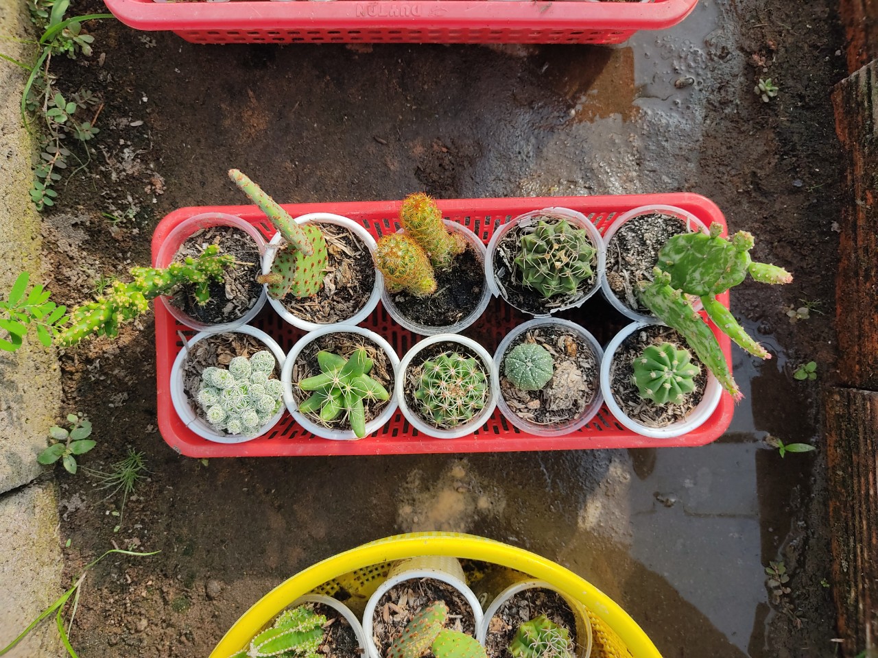 Combo 10 xương rồng đủ loại