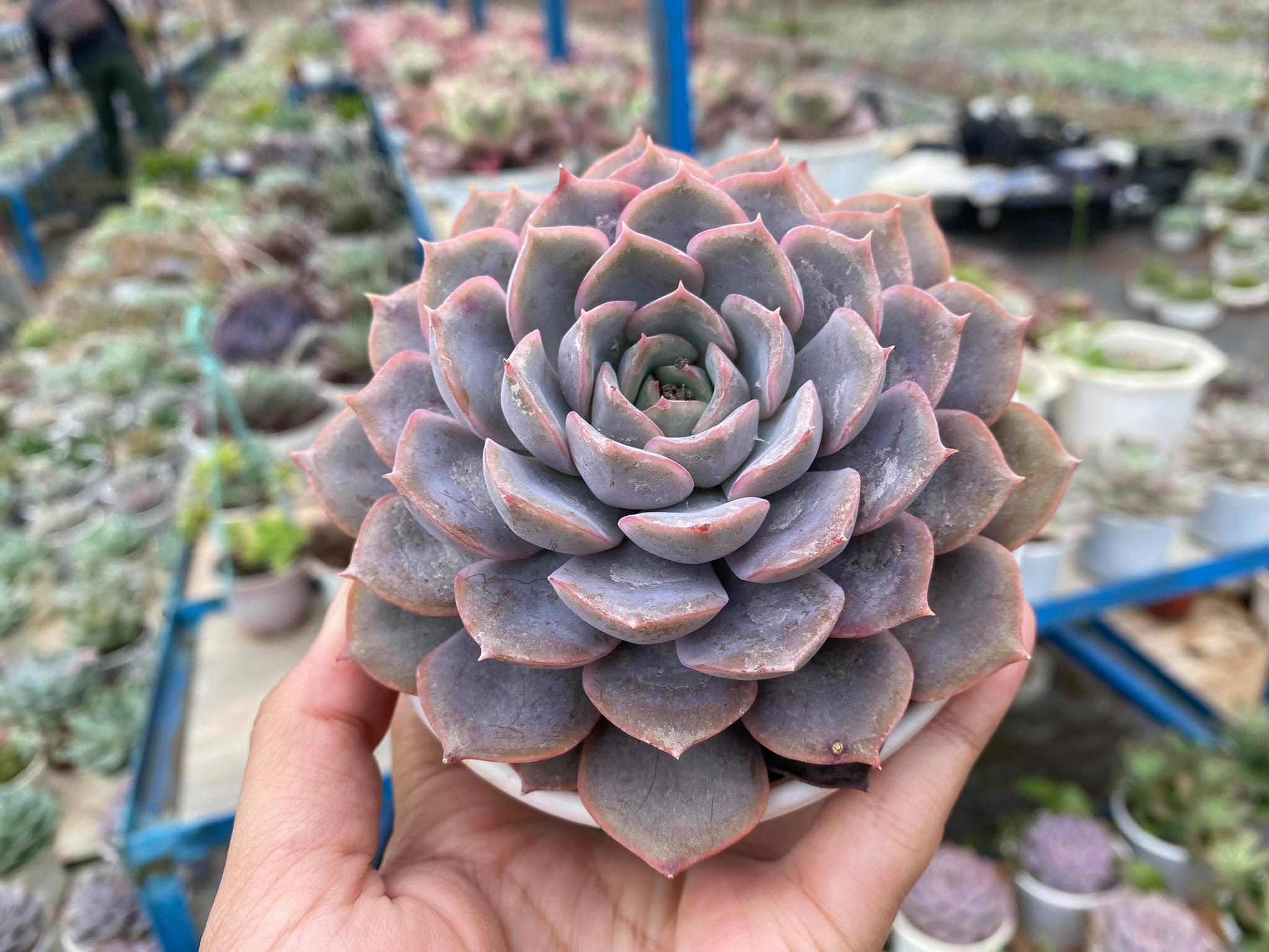 [HCM]SEN ĐÁ LIÊN ĐÀI HỒNG - Size Trung