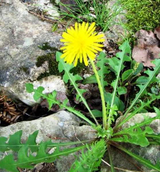 100hạt giống hoa bồ công anh lùn chuẩn