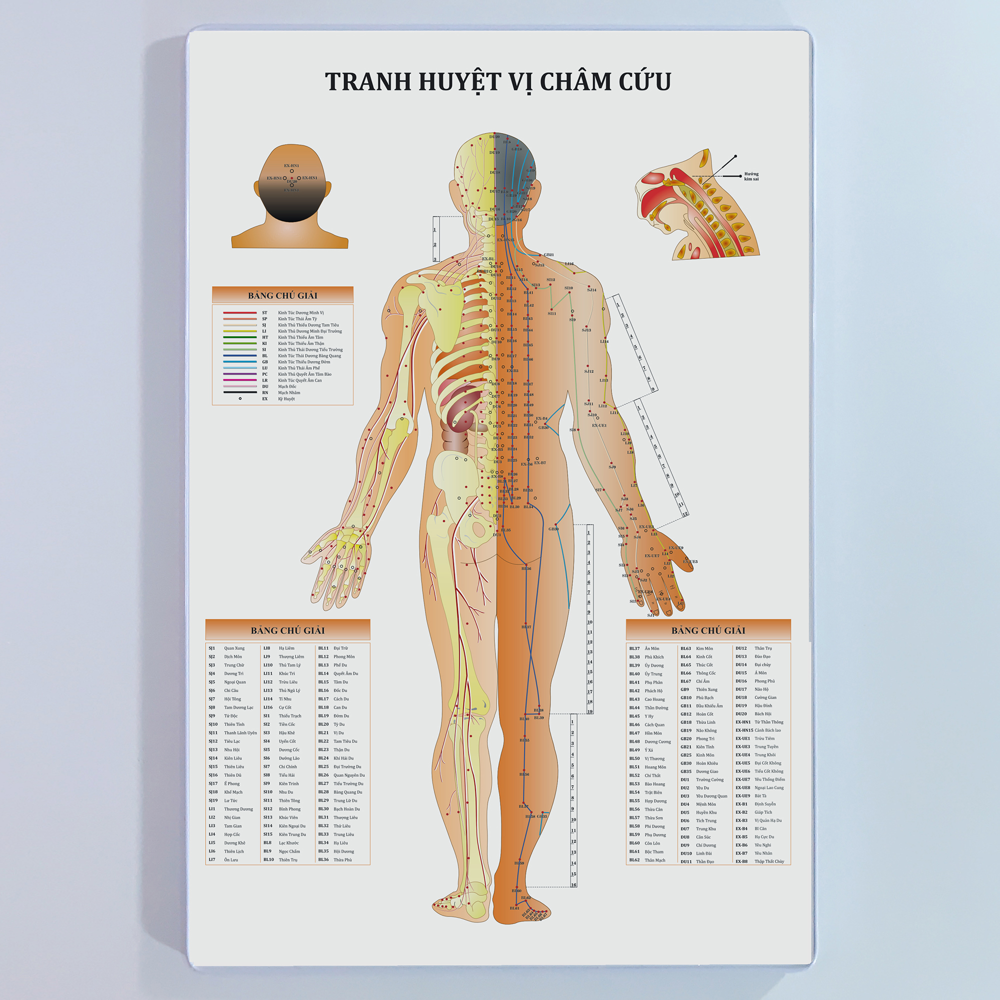 Tranh huyệt vị châm cứu - Mặt sau. 40x60cm. Ép gỗ phủ mica