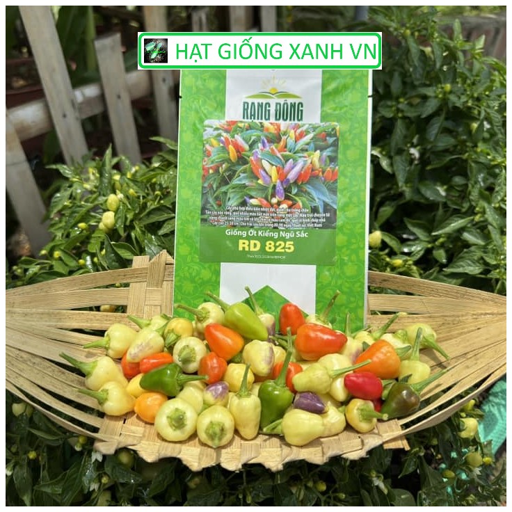 [Seeds] Hạt giống ớt ngũ săc Rado825, đóng gói 0.1gr (khoảng 30 hạt)