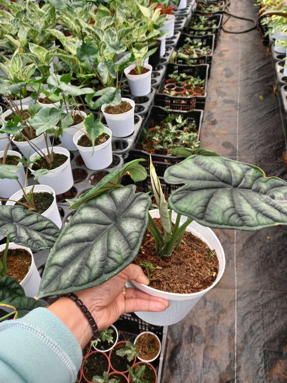 Cây Rồng Xanh - Dragon Scale