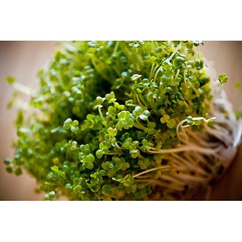 Hạt giống rau mầm bông cải xanh 100gr