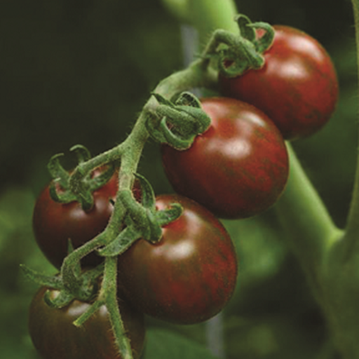 Hạt giống cà chua Socola F1 VTS47| Vạn Tín Store